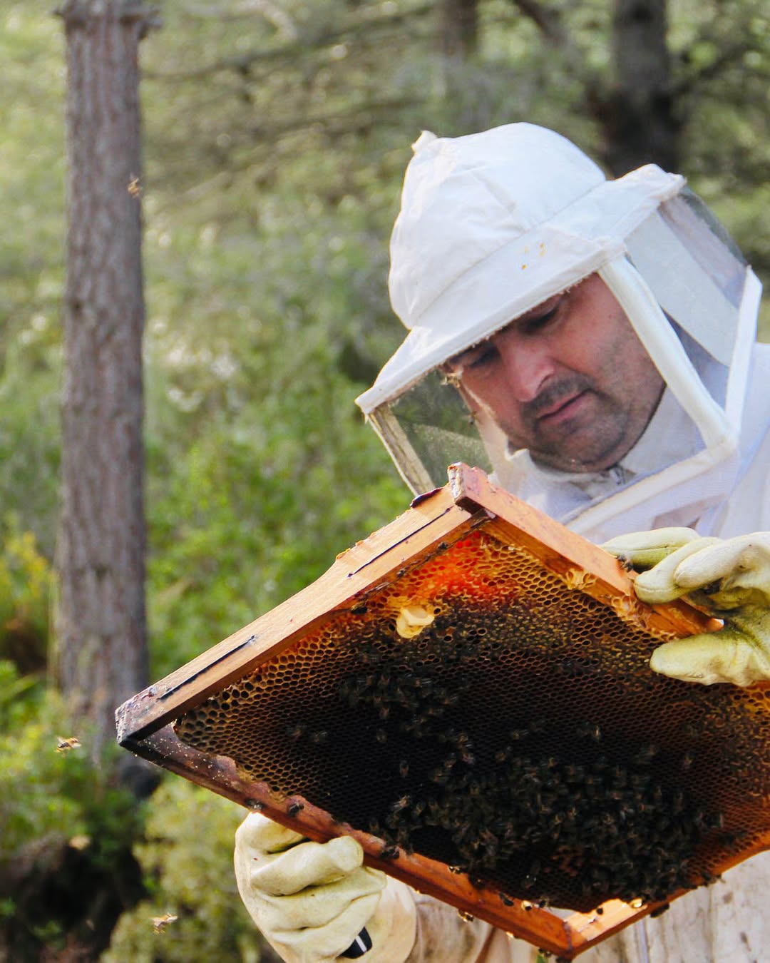 Es muy importante revisar las colmenas-  cuando nuestras colonias crecen, les damos más cuadros  (1)